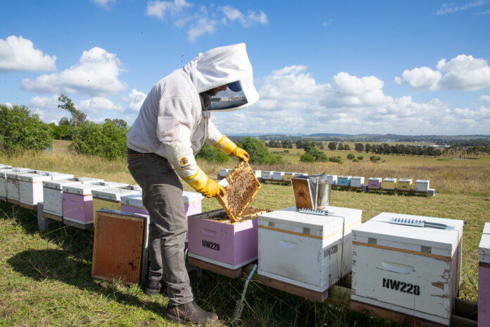 Locals buzzing about Hunter Honey